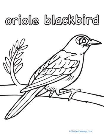 Color the Oriole Blackbird