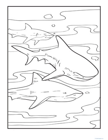Color the Pod of Sharks