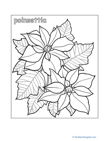 Poinsettia Coloring Sheet