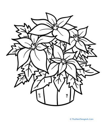 Poinsettia Plant Coloring Page