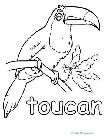 Color the Pretty Toucan