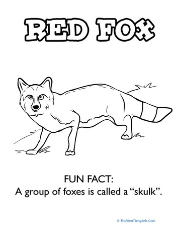 Color a Red Fox
