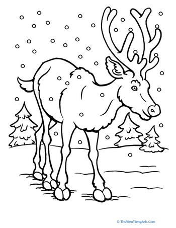 Color the Reindeer