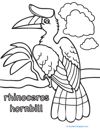 Rhinoceros Hornbill Coloring Page