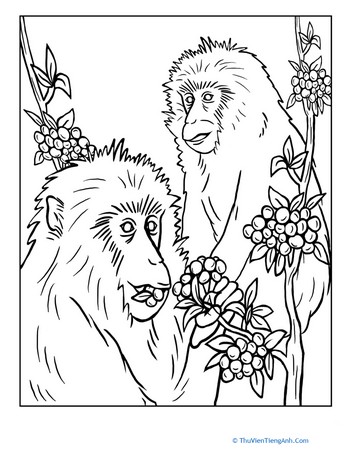 Snow Monkey Coloring Page
