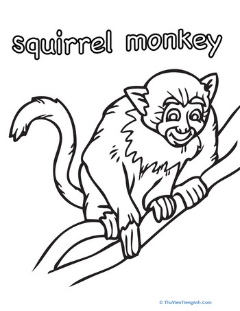 Color the Squirrel Monkey