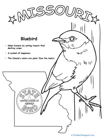 Missouri State Bird