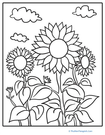 Sunflower Patch Coloring Page