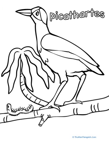 Color the Picathartes