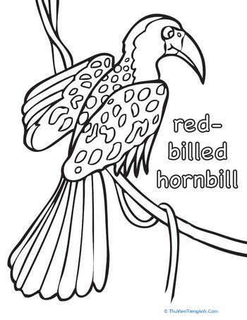 Hornbill Coloring Page