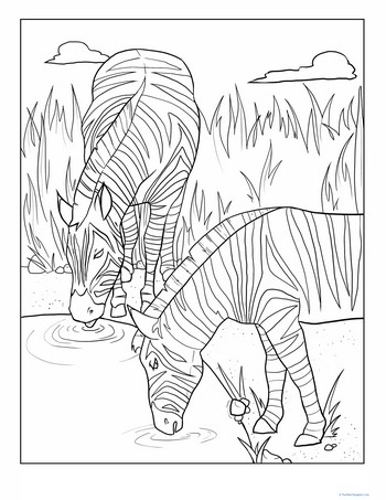 Zebras Drinking Coloring Page