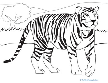 Walking Tiger Coloring Page