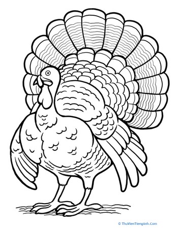 Turkey Coloring Page
