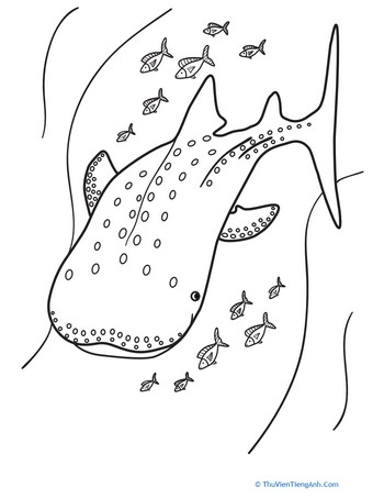 Color the Whale Shark