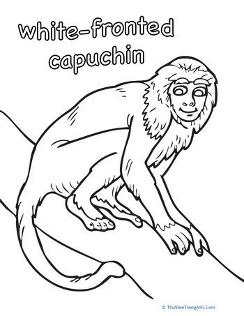 Capuchin Coloring Page