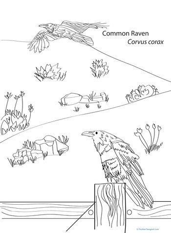 Common Raven Coloring Page