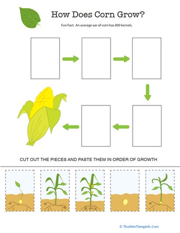 Explore the Life Cycle of Corn