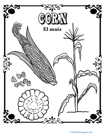 Corn in Spanish