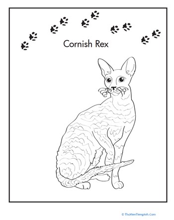 Cornish Rex Coloring Page