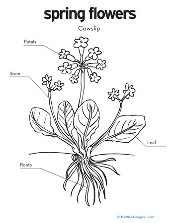 Cowslip Coloring Page