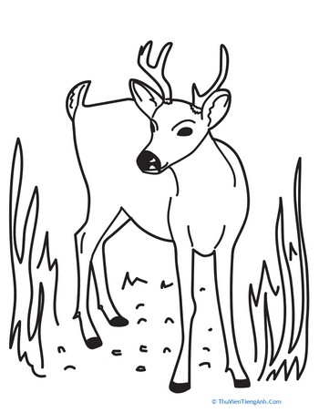 Deer Coloring Page