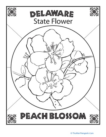 Delaware State Flower