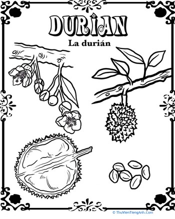 Durian in Spanish!