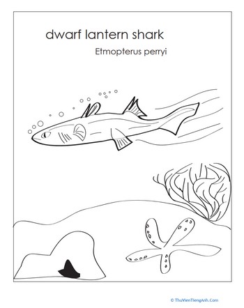 Dwarf Lantern Shark
