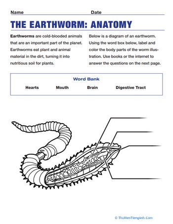 Earthworm Diagram