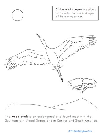 Endangered Birds: The Wood Stork