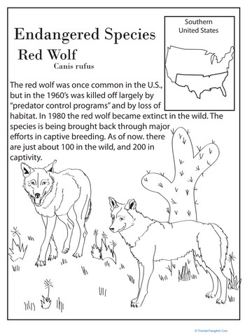 Endangered Species: Red Wolf