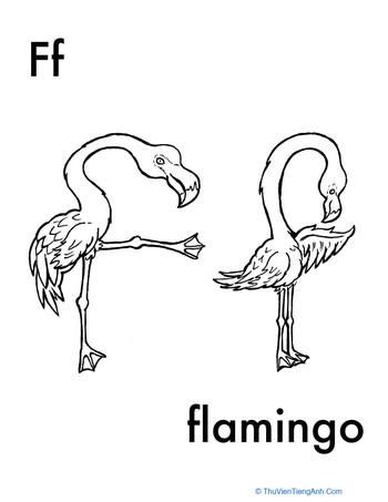 F for Flamingo