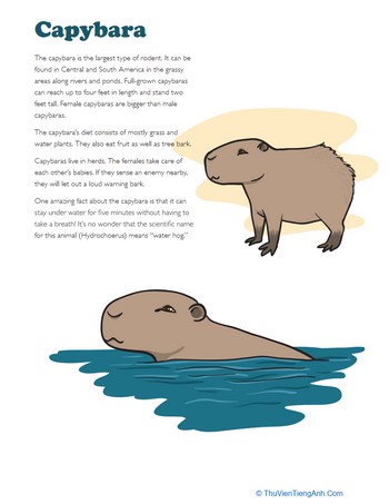 Facts About Capybara