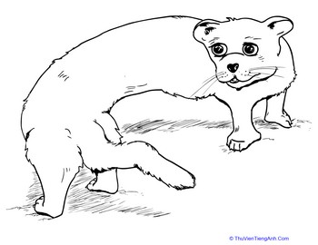 Friendly Ferret Coloring Page