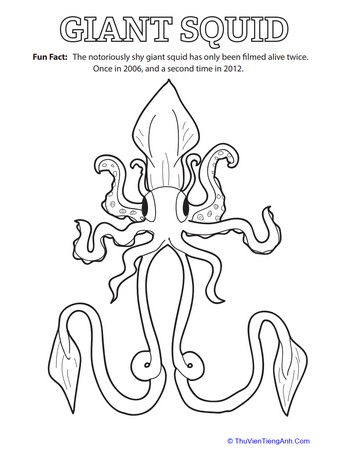 Giant Squid Fun Fact