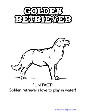 Golden Retriever Coloring Page