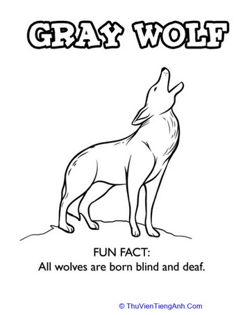 Gray Wolf Fun Fact Coloring Page