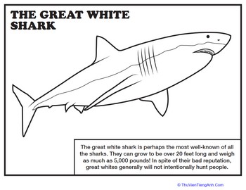Great White Shark Coloring Page
