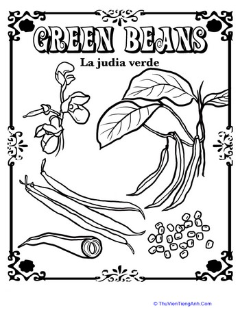 Green Beans in Spanish