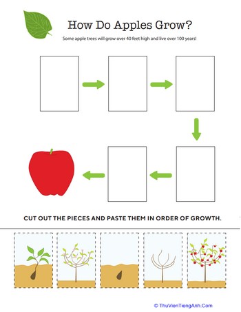 How Does It Grow? Apple Tree