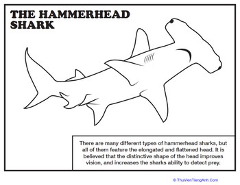 Hammerhead Shark Coloring Page