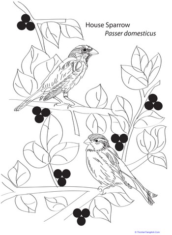 House Sparrow Coloring Page