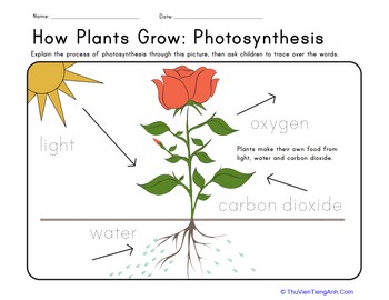 How Plants Grow