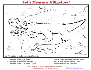 How to Measure: Alligator