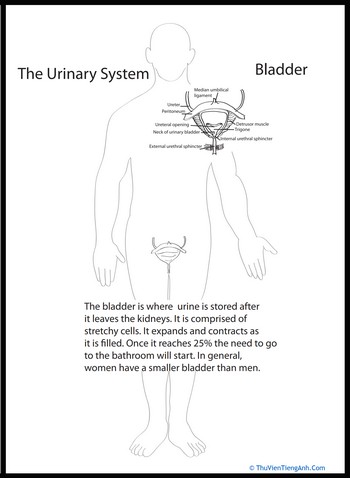 Human Anatomy: Bladder