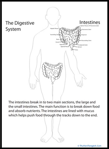 Human Anatomy: Intestines