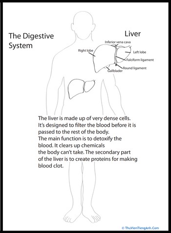 Human Anatomy: Liver