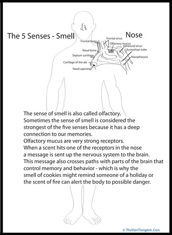 Human Anatomy: Nose