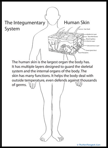 Human Anatomy: Skin