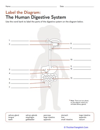 Label the Diagram: The Human Digestive System